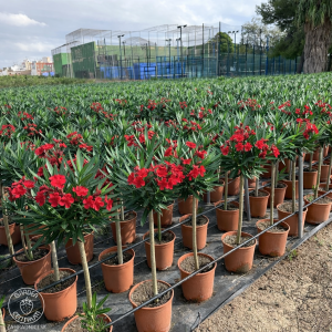 Oleander obyčajný (Nerium oleander) ´ATLAS´ - červený, výška 80-100 cm, kont. C5L (-10/-12°C)  - NA KMIENKU 